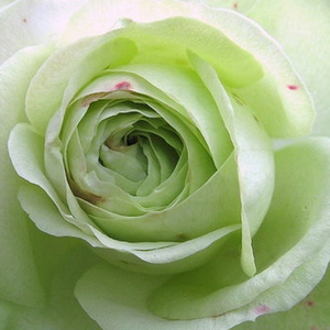 Онлайн магазин за рози - Бял - Рози Флорибунда - без аромат - Pоза Чудесно залено - Мейланд Интернешънъл - -